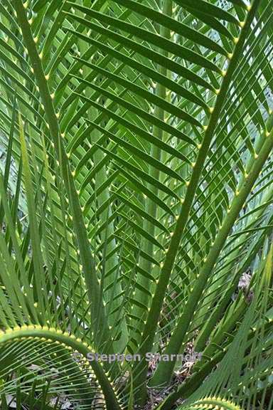 macrozamia branches 2 graphic